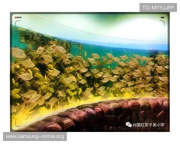 金鲨银鲨:海底宝藏的传奇追寻与海洋生态的奇异奥秘探索之旅 金鲨银鲨:海底宝藏的传奇追寻与海洋生态的奇异奥秘探索之旅